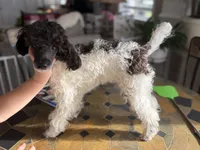 Cowboy , a male Poodle - Toy  for sale in Hughesville, MD – 6 of 10