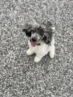 Sammy , a male Poodle - Toy  for sale in Hughesville, MD – 6 of 9