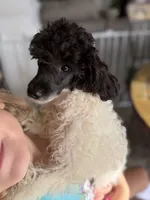 Cowboy , a male Poodle - Toy  for sale in Hughesville, MD – 9 of 10