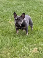 Pauly , a male French Bulldog for sale in Hughesville, MD – 7 of 10