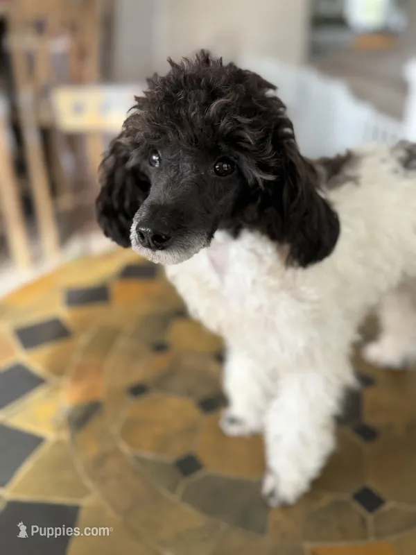 Cowboy  – Poodle - Toy  puppy for sale in Hughesville, MD
