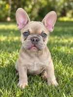Pauly , a male French Bulldog for sale in Hughesville, MD – 2 of 10