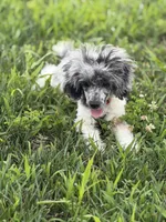 Sammy , a male Poodle - Toy  for sale in Hughesville, MD – 2 of 9