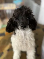 Cowboy , a male Poodle - Toy  for sale in Hughesville, MD – 3 of 10
