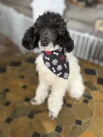 Cowboy , a male Poodle - Toy  for sale in Hughesville, MD – 2 of 10