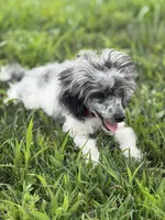 Sammy , a male Poodle - Toy  for sale in Hughesville, MD – 4 of 9