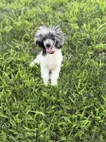 Sammy , a male Poodle - Toy  for sale in Hughesville, MD – 8 of 9