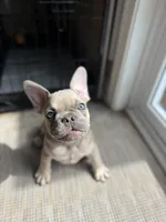Pauly , a male French Bulldog for sale in Hughesville, MD – 4 of 10