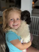 Cowboy , a male Poodle - Toy  for sale in Hughesville, MD – 7 of 10