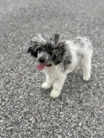 Sammy , a male Poodle - Toy  for sale in Hughesville, MD – 3 of 9