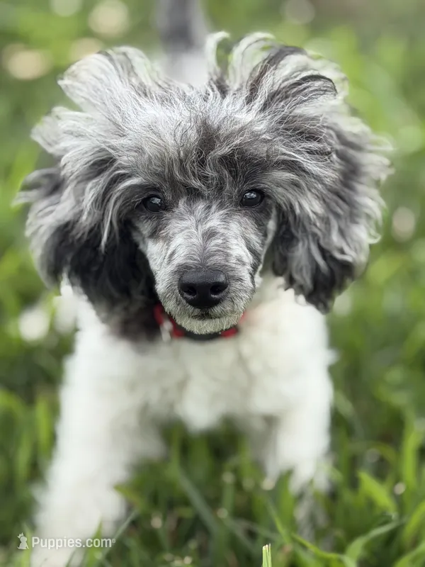 Sammy  – Poodle - Toy  puppy for sale in Hughesville, MD