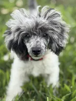 Sammy , a male Poodle - Toy  for sale in Hughesville, MD – 1 of 9
