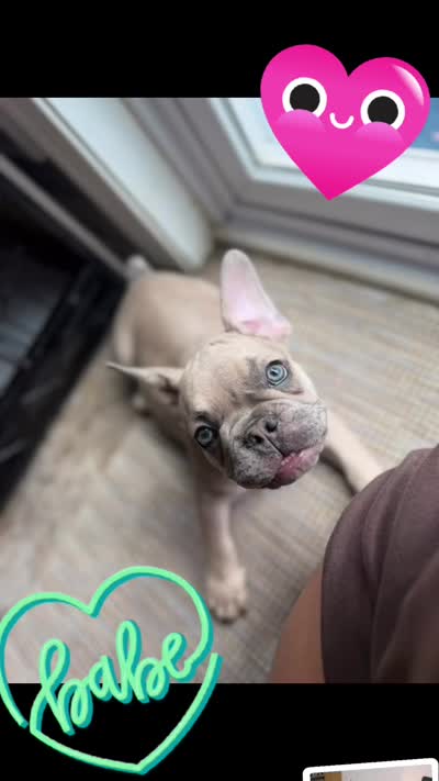 Pauly , a male French Bulldog for sale in Hughesville, MD – 8 of 10