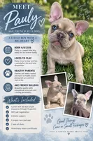 Pauly , a male French Bulldog for sale in Hughesville, MD – 1 of 10