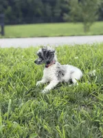 Sammy , a male Poodle - Toy  for sale in Hughesville, MD – 5 of 9