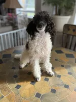 Cowboy , a male Poodle - Toy  for sale in Hughesville, MD – 5 of 10