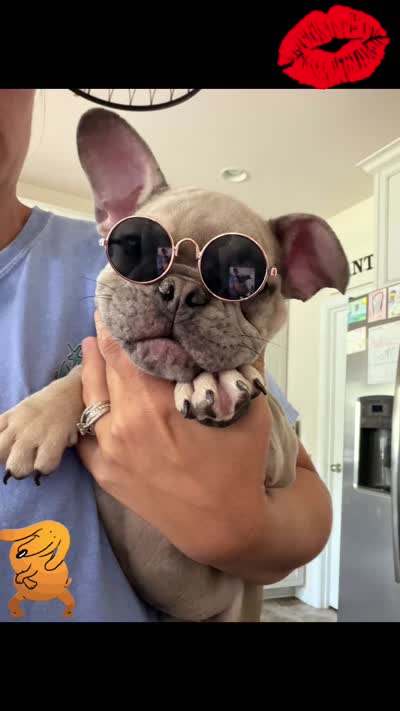 Pauly , a male French Bulldog for sale in Hughesville, MD – 10 of 10
