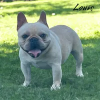 Pauly , a male French Bulldog for sale in Hughesville, MD – 9 of 10