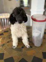 Cowboy , a male Poodle - Toy  for sale in Hughesville, MD – 4 of 10