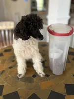 Cowboy , a male Poodle - Toy  for sale in Hughesville, MD – 10 of 10