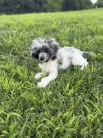 Sammy , a male Poodle - Toy  for sale in Hughesville, MD – 7 of 9