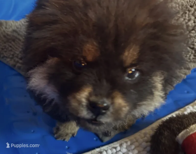 Shanda  – Chow Chow puppy for sale in Yucca Valley, CA