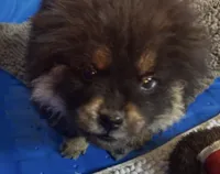 Shanda , a female Chow Chow for sale in Yucca Valley, CA – 1 of 4