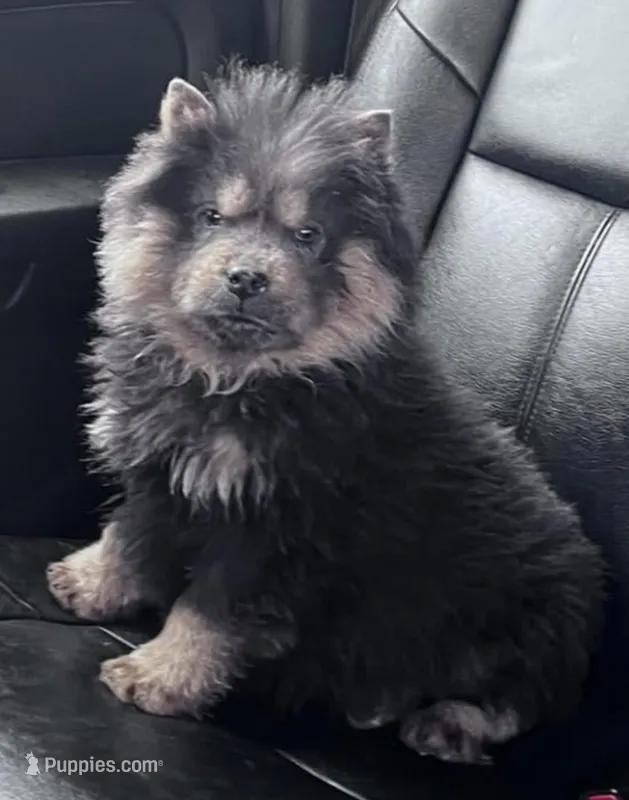 Shantel – Chow Chow puppy for sale in Yucca Valley, CA