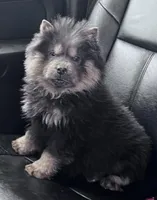 Shantel, a female Chow Chow for sale in Yucca Valley, CA – 1 of 2