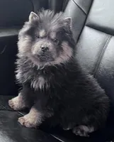 Shanda , a female Chow Chow for sale in Yucca Valley, CA – 4 of 4