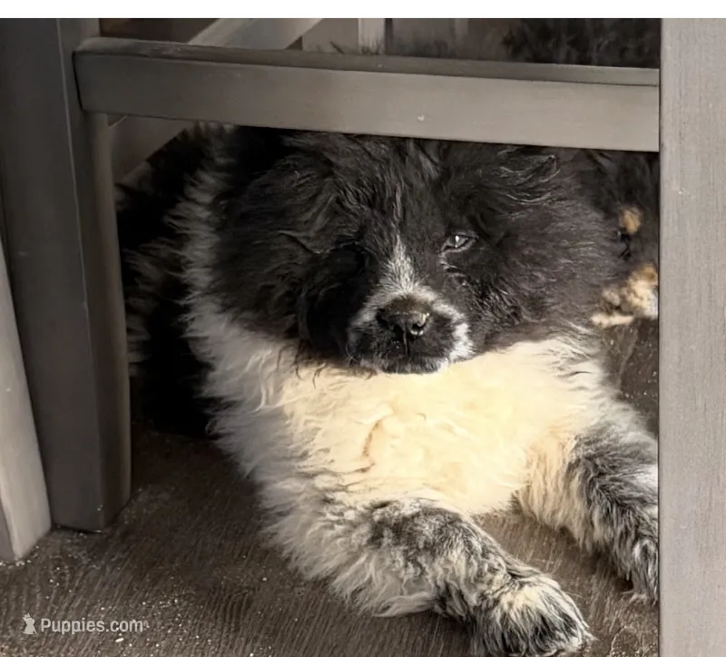 Panda  – Chow Chow puppy for sale in Yucca Valley, CA