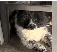 Panda , a female Chow Chow for sale in Yucca Valley, CA – 1 of 3