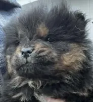 Shanda , a female Chow Chow for sale in Yucca Valley, CA – 2 of 4