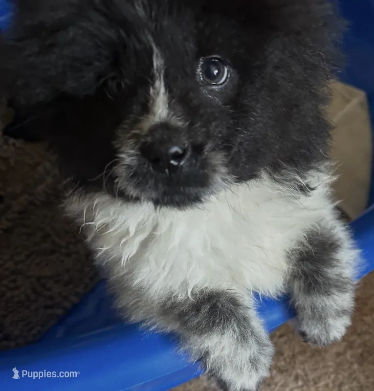 Panda  – Chow Chow puppy for sale in Yucca Valley, CA