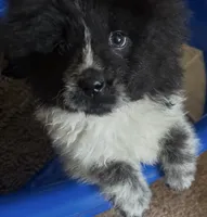 Panda , a female Chow Chow for sale in Yucca Valley, CA – 1 of 2