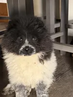 Panda , a female Chow Chow for sale in Yucca Valley, CA – 3 of 3