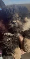 Shanda , a female Chow Chow for sale in Yucca Valley, CA – 3 of 4