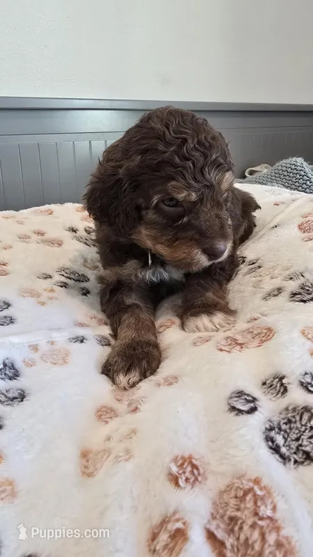 Girl Pup – Aussiedoodle puppy for sale in Tampa, FL