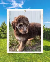 Girl Pup, a female Aussiedoodle for sale in Tampa, FL – Photo 2 of 2