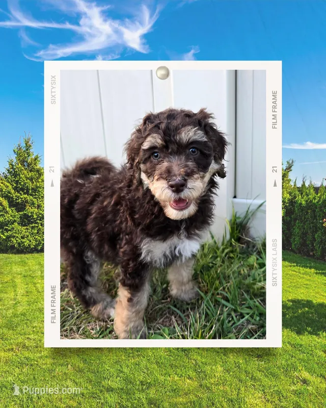 Girl pup – Aussiedoodle puppy for sale in Tampa, FL