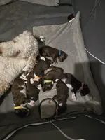 Girl Pup, a female Aussiedoodle for sale in Tampa, FL – Photo 3 of 3