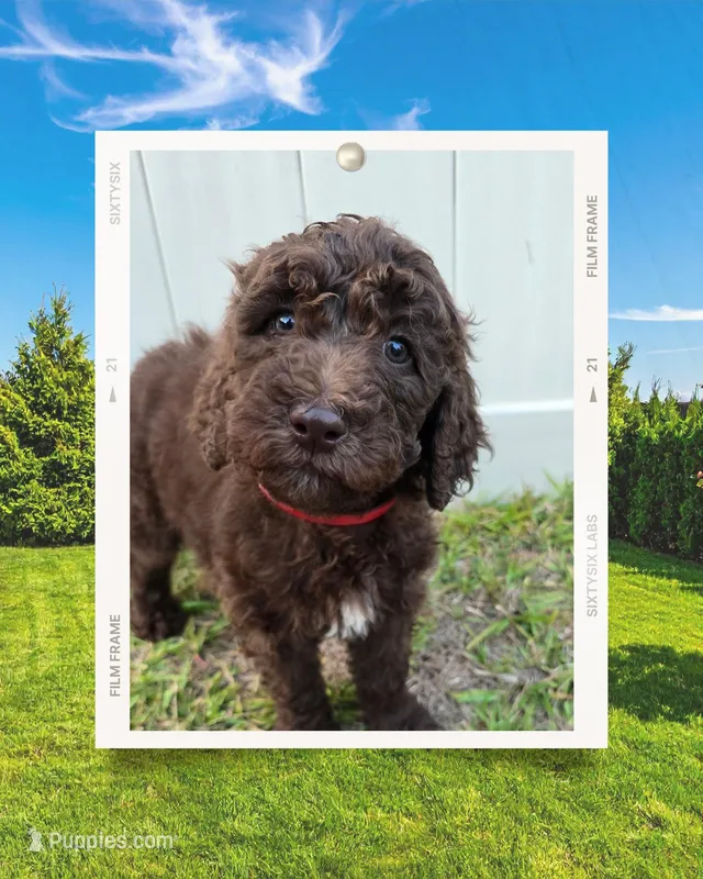 Girl Pup – Aussiedoodle puppy for sale in Tampa, FL