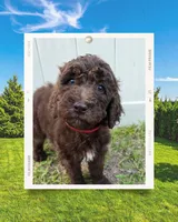 Girl Pup, a female Aussiedoodle for sale in Tampa, FL – Photo 1 of 3