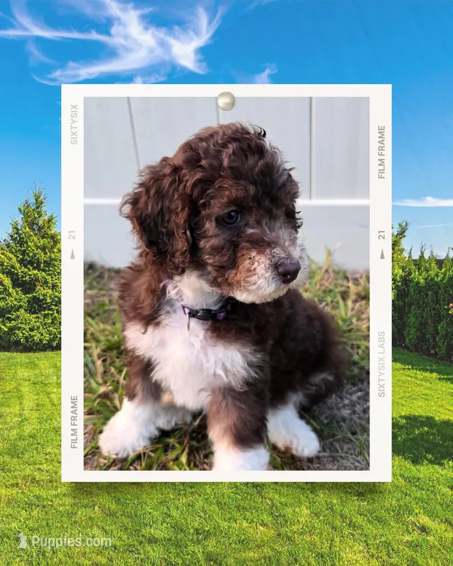 Boy Pup – Aussiedoodle puppy for sale in Tampa, FL