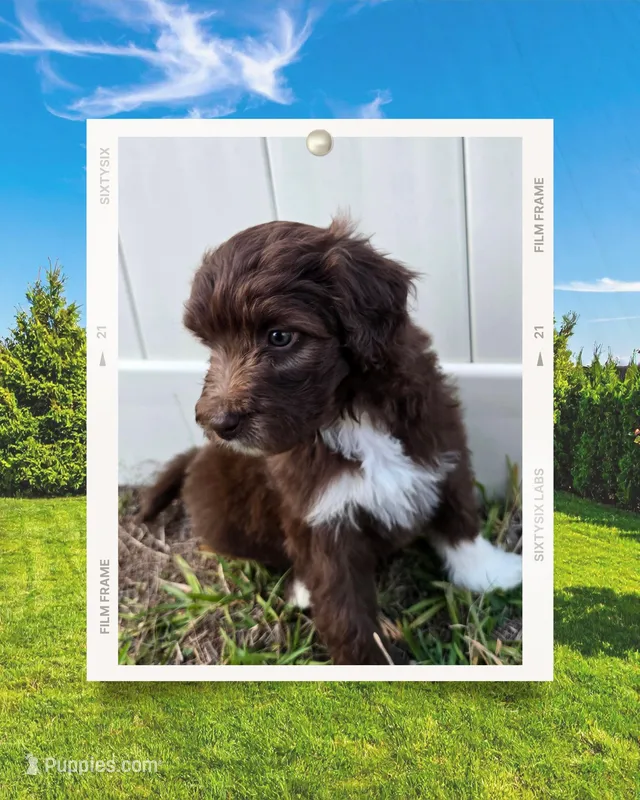 Girl Pup (runt of litter) – Aussiedoodle puppy for sale in Tampa, FL