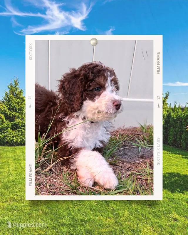 Boy Pup – Aussiedoodle puppy for sale in Tampa, FL