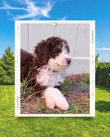Boy Pup, a male Aussiedoodle for sale in Tampa, FL – Photo 1 of 2