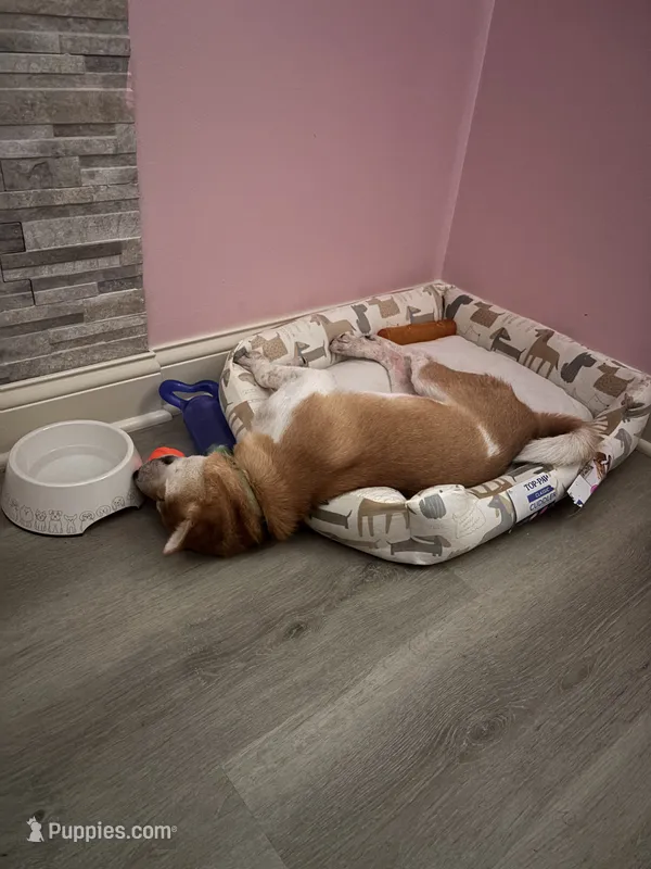 Hachi – Shiba Inu puppy for sale in Montgomery, IL