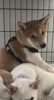 Hachi, a male Shiba Inu for sale in Montgomery, IL – 2 of 3