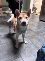 Hachi, a male Shiba Inu for sale in Montgomery, IL – 3 of 3